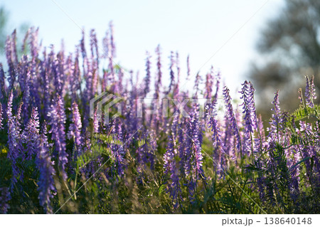 Close-up of purple sage flowers blooming in a field. Medicinal herbs.    138640148
