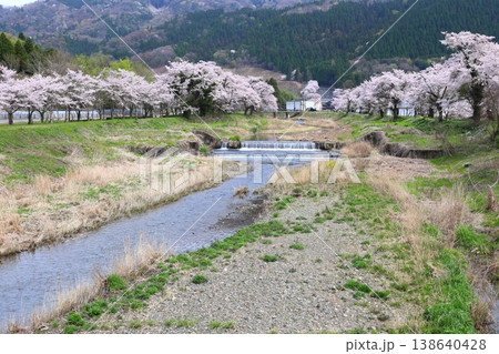 ◇余呉川の桜風景（滋賀県長浜市木之本町・黒田大橋周辺） 138640428