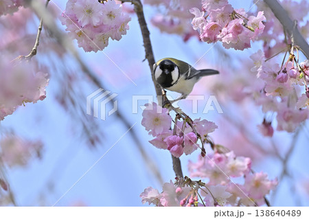シジュウカラ　満開の桜　春素材 138640489