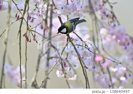 シジュウカラ 満開の桜 春素材 シジュウカラ 満開の桜 春素材 138640497