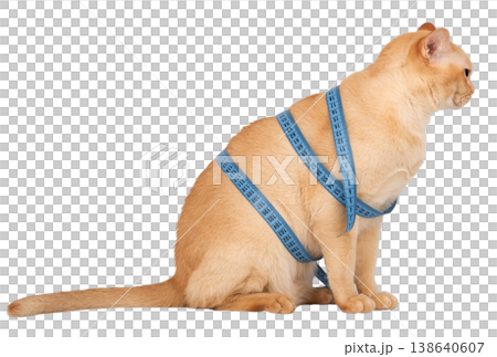 Burmese cat with measuring tape isolated cut out transparent background Burmese cat with measuring tape isolated cut out transparent background 138640607
