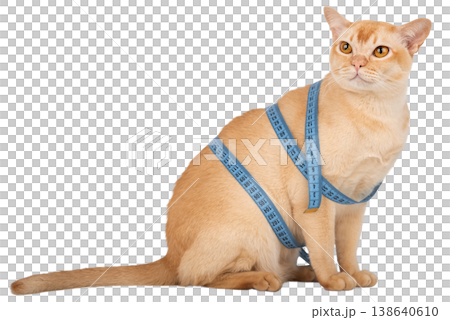 Burmese cat with measuring tape isolated cut out transparent background Burmese cat with measuring tape isolated cut out transparent background 138640610