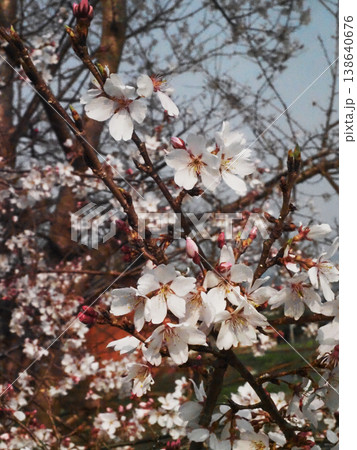 木漏れ日を浴びたエドヒガンザクラ（白い桜の花々とピンクの蕾） 138640676