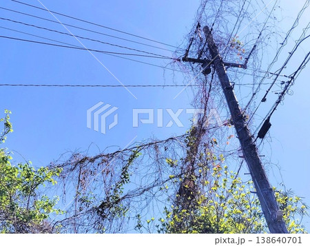 枝が絡まった電柱 138640701