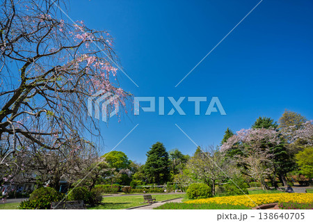 青空に映える満開の桜 青空に映える満開の桜 138640705
