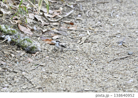 エナガ　巣の材料を集めるエナガ　巣材　巣作り 138640952