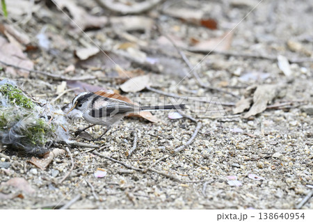 エナガ　巣の材料を集めるエナガ　巣材　巣作り 138640954