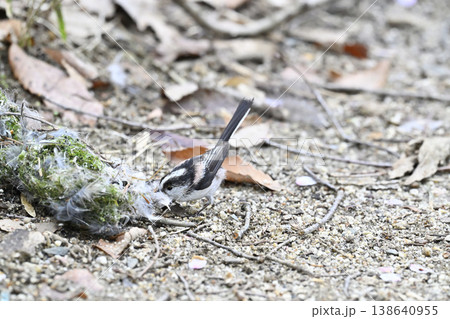 エナガ　巣の材料を集めるエナガ　巣材　巣作り 138640955