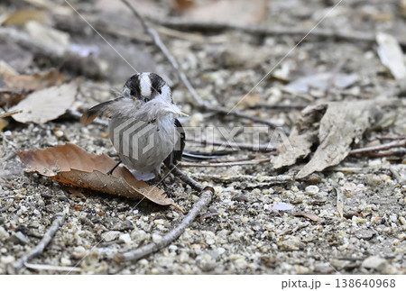 エナガ　巣の材料を集めるエナガ　巣材　巣作り 138640968