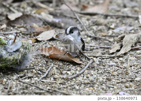 エナガ　巣の材料を集めるエナガ　巣材　巣作り 138640971