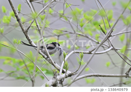 エナガ　巣の材料を集めるエナガ　巣材　巣作り 138640979