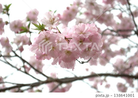 春の日差しに映える満開の桜 138641001