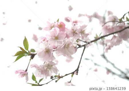 春の日差しに映える満開の桜 138641239