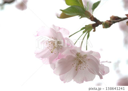 春の日差しに映える満開の桜 138641241