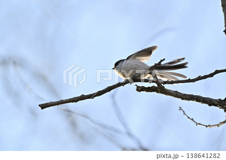 エナガ 野鳥 エナガ 野鳥 138641282