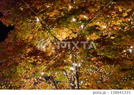 ライトアップされた紅葉　スカイガーデン 138641335