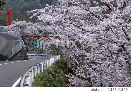 桜咲く大渡ダム湖畔をドライブ　高知県仁淀川町 138641349