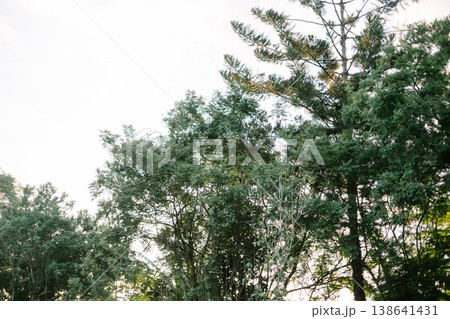 Latex Rubber Trees with Clear Sky Background in Rural Landscape 138641431