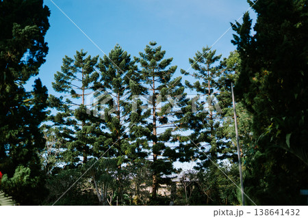 Rubber Tree with Clear Blue Sky in Tropical Environment Rubber Tree with Clear Blue Sky in Tropical Environment 138641432