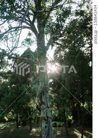Large Tree Trunk with Morning Sunlight in Natural Landscape 138641434