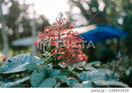 Clerodendrum paniculatum Red Flower in Tropical Garden with Soft Bokeh Background 138641439