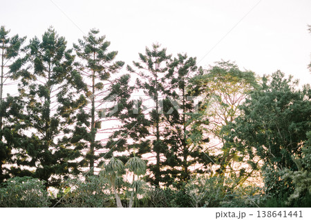 Rubber Tree Plantation Under Bright Blue Sky in Tropical Countryside 138641441