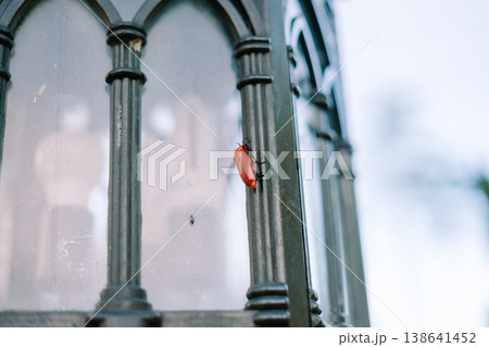 Red Beetle on Garden Lamp with Soft Background Red Beetle on Garden Lamp with Soft Background 138641452