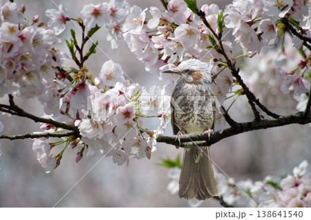 桜の花にヒヨドリ 桜の花にヒヨドリ 138641540