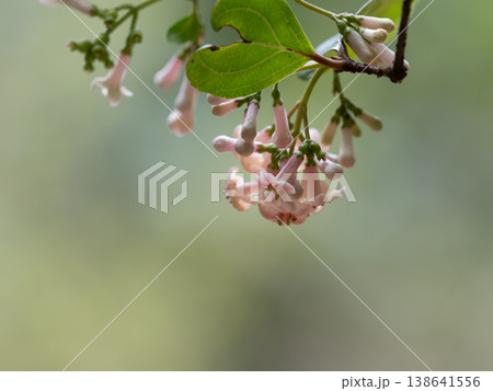 ゴモジュのピンクの花が春に咲く 138641556