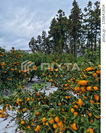 This is a tangerine farm in Jeju Island. This is a tangerine farm in Jeju Island. 138641604