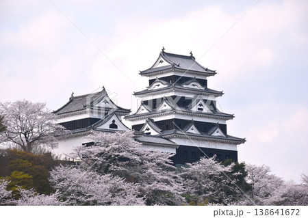 大洲城の桜 大洲城の桜 138641672