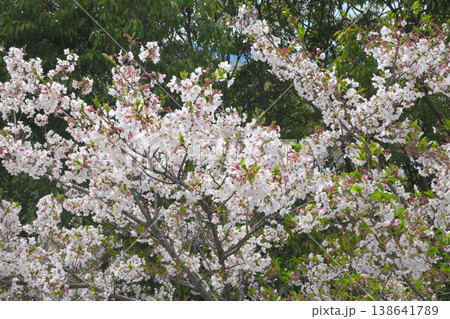 満開になった葉桜 満開になった葉桜 138641789