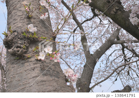 桜の木に咲く花 桜の木に咲く花 138641791