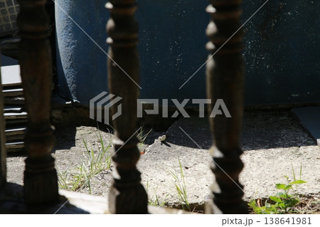 A small lizard on a concrete surface. 138641981