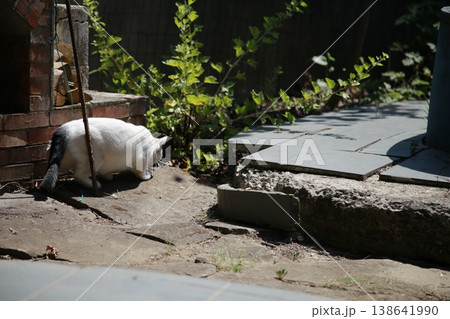 Bicolour van cat hunting in the yard. 138641990