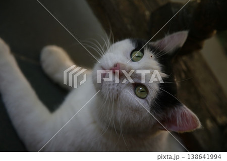 The van cat is black and white. The van cat is black and white. 138641994