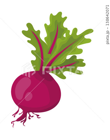 Red beetroot with green leaves, simple flat vector illustration, organic root vegetable isolated on white background. Red beetroot with green leaves, simple flat vector illustration, organic root vegetable isolated on white background. 138642071
