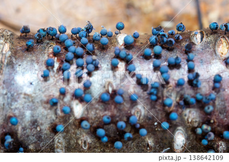 朽木に発生したルリホコリ 好雪性粘菌のマクロ写真 朽木に発生したルリホコリ 好雪性粘菌のマクロ写真 138642109