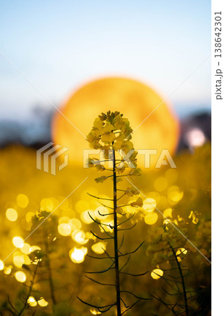 幻想的な光に包まれた菜の花のシルエット 138642301