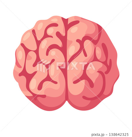 Anatomical brain. Flat vector clipart, illustration with isolated background. Anatomical brain. Flat vector clipart, illustration with isolated background. 138642325