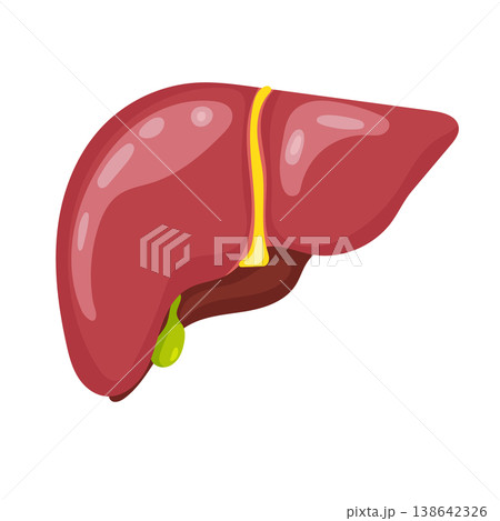 Anatomical liver. Flat vector clipart, illustration with isolated background. Anatomical liver. Flat vector clipart, illustration with isolated background. 138642326