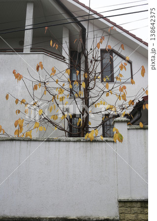 A tree with sparse yellow leaves. It is located against the background of the white house. 138642375