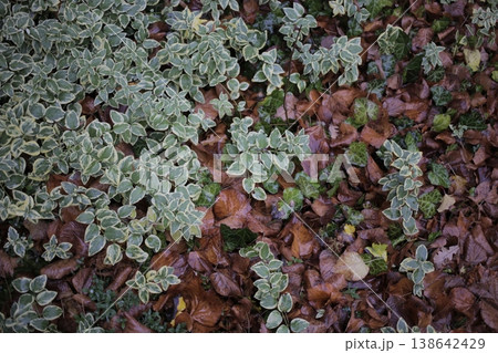 Periwinkle small and fallen leaves. Periwinkle small and fallen leaves. 138642429