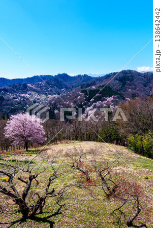 桜仙峡の春 138642442