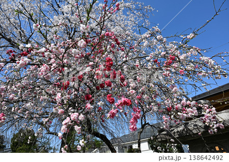 源平しだれ桃としだれ桜のコラボレーション 138642492