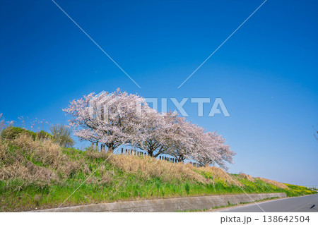 青空に映える満開の桜 138642504