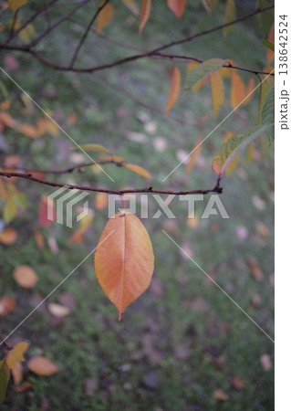 Dry linden leaf on a twig. Dry linden leaf on a twig. 138642524