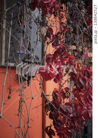 Red maiden grapes on the background of a red wall. 138642527