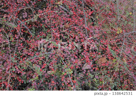 Background of a plant with red berries. Background of a plant with red berries. 138642531