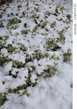 Background of green plant covered with snow. 138642534